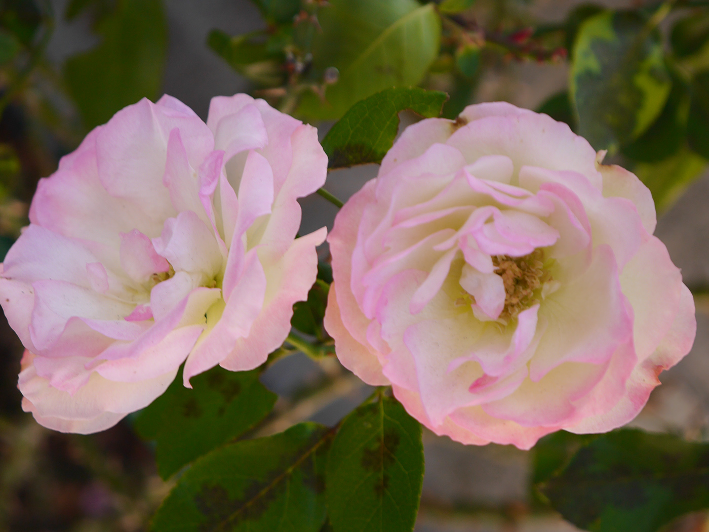 winter flower rose lemon