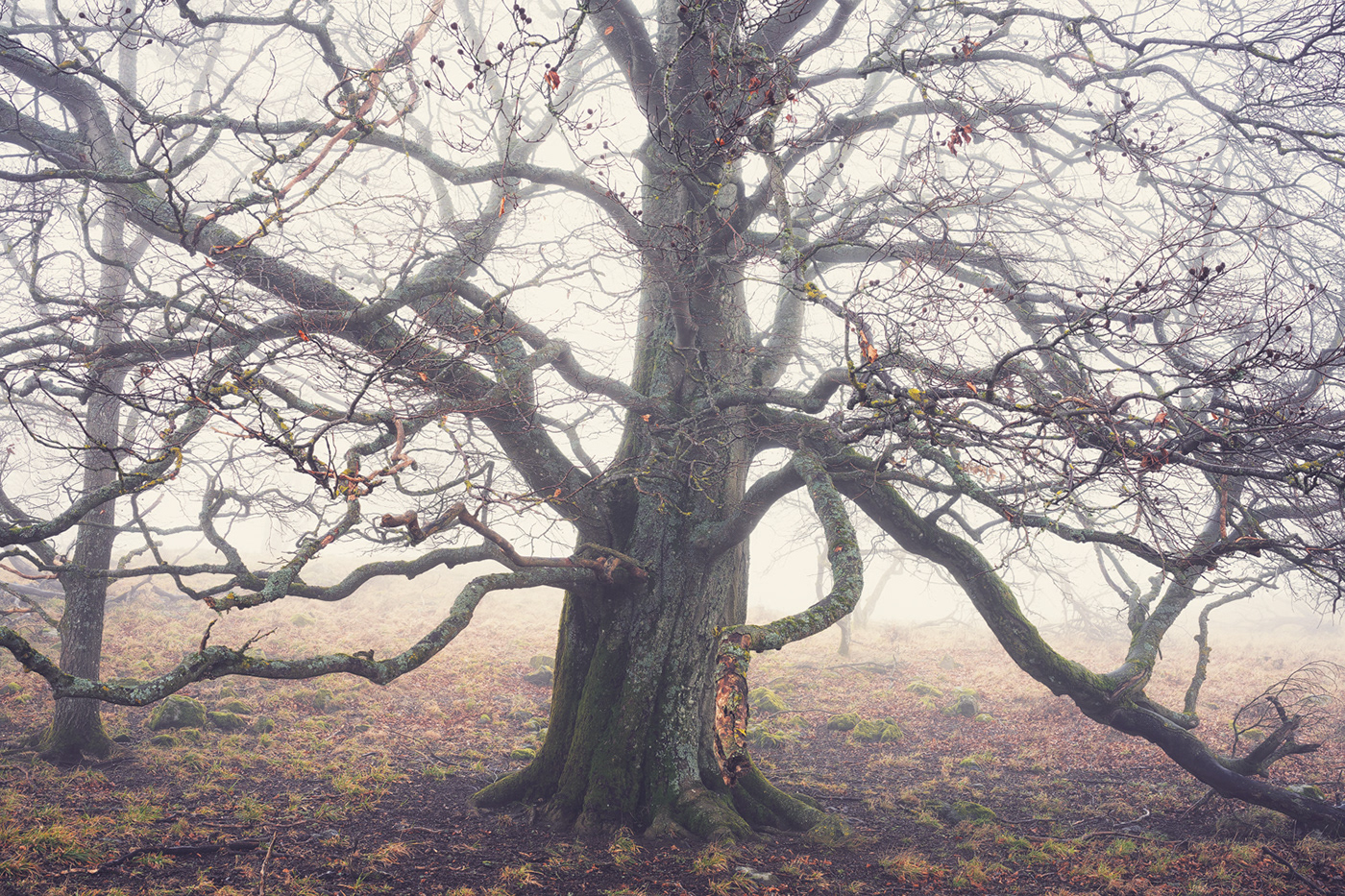 Treescape fog mist Beech Nature Landscape Grove winter oak