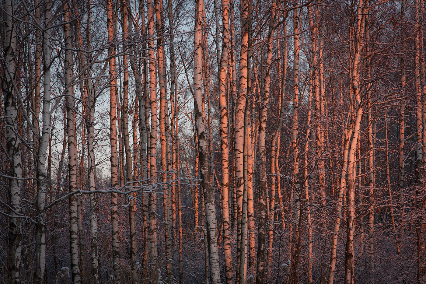 lietuva lithuania Nature forest trees woods winter Mindaugas Buivydas
