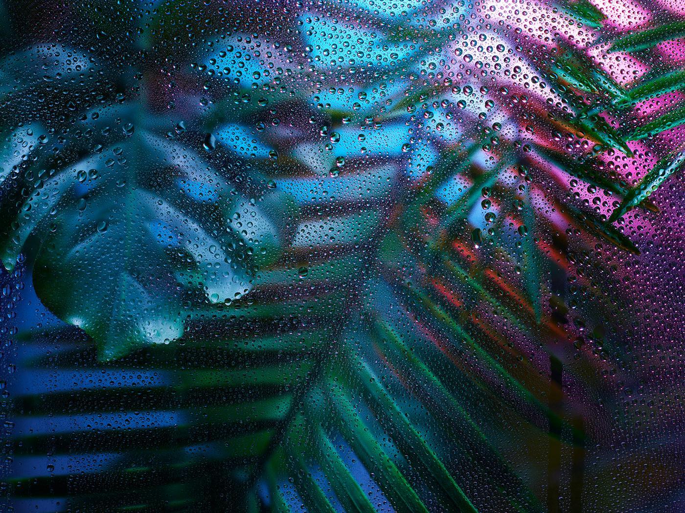 rainforest rain forest Monstera green leaves palmtree natural waterdrops Strelitzia