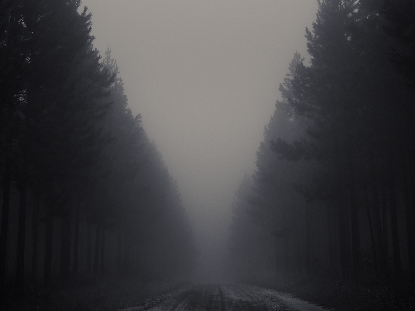 black and white Landscape misty foggy FINEART