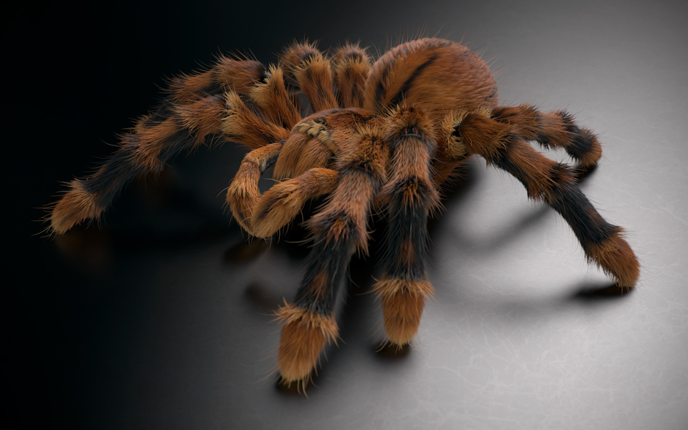 spider 3D tarantula Fur