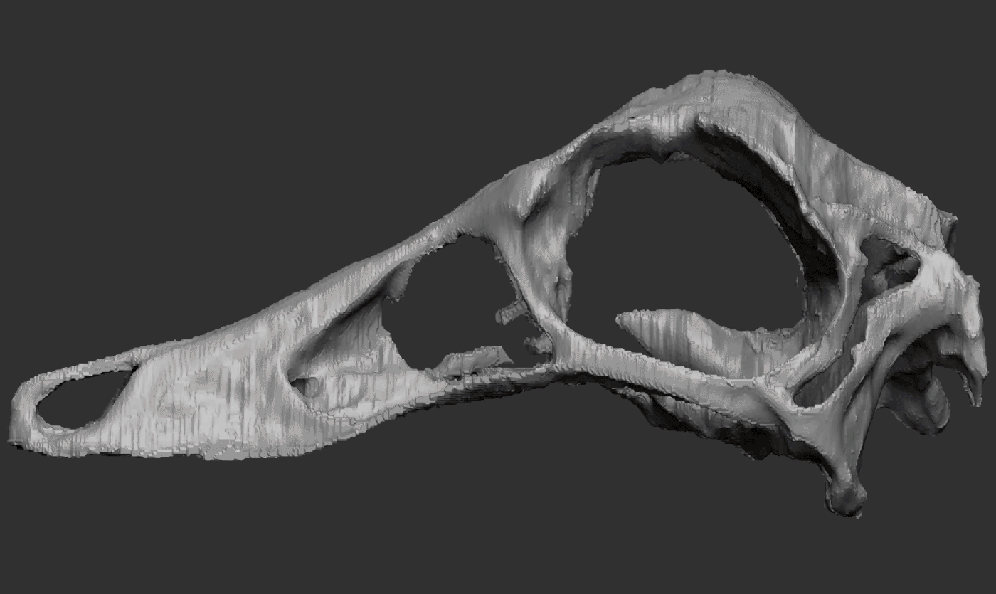 Dinosaur dinosaurio 3d scan Zbrush