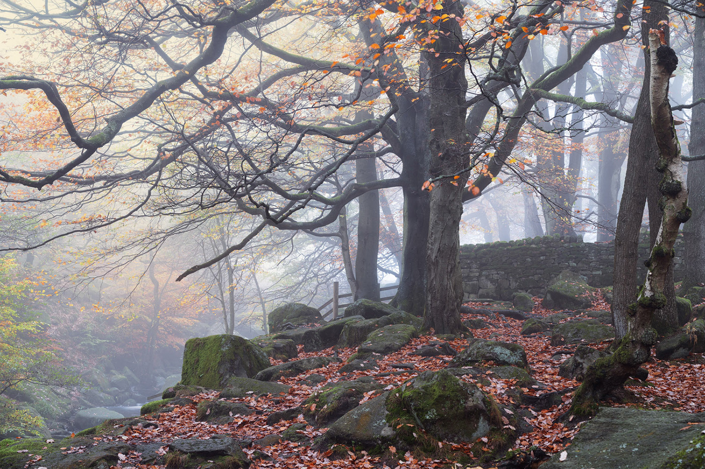 autumn curved gnarled  Grove Landscape mist Nature oak Tree  Treescape