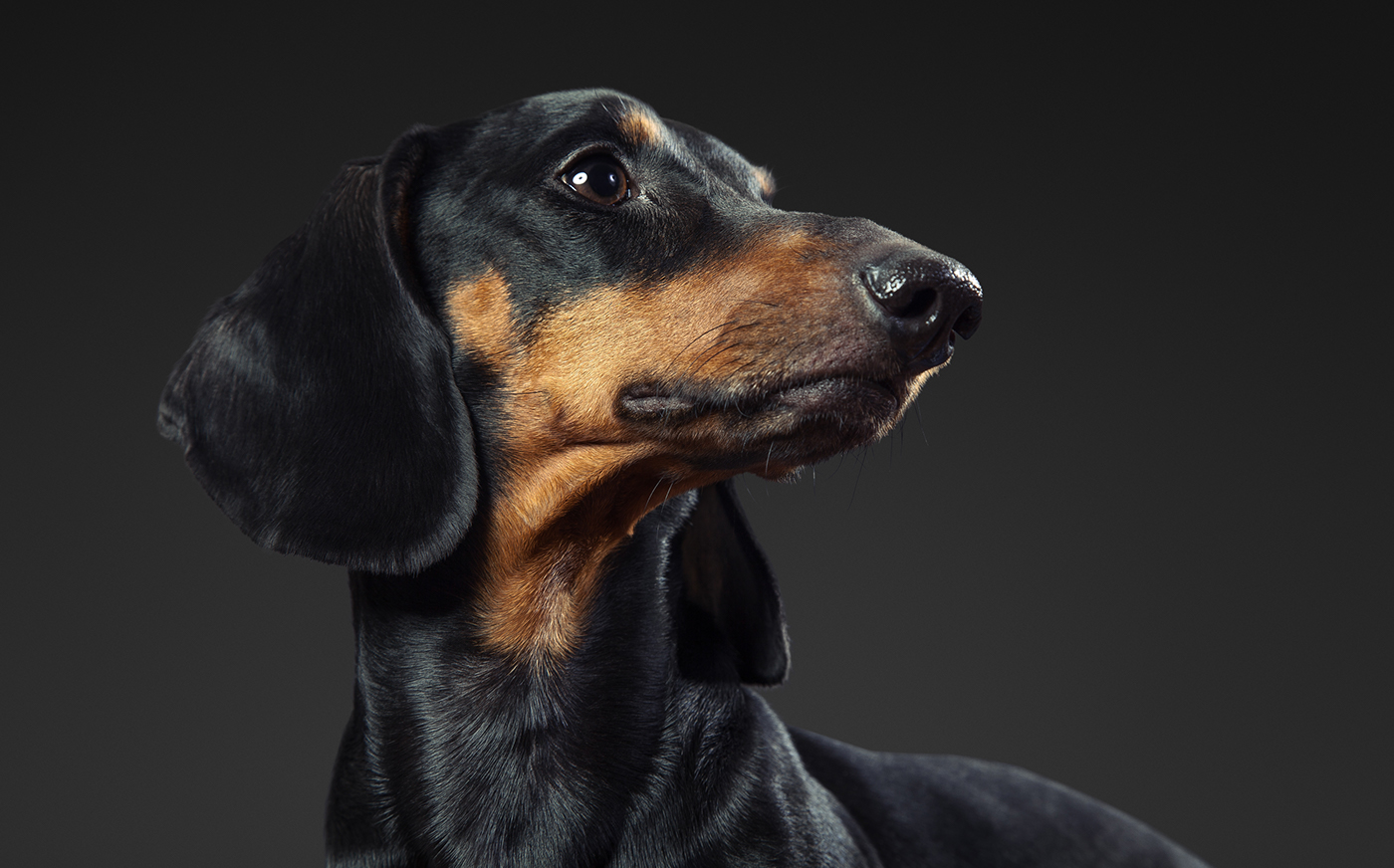 dachshund dog portrait photo animal studio lowkey dark