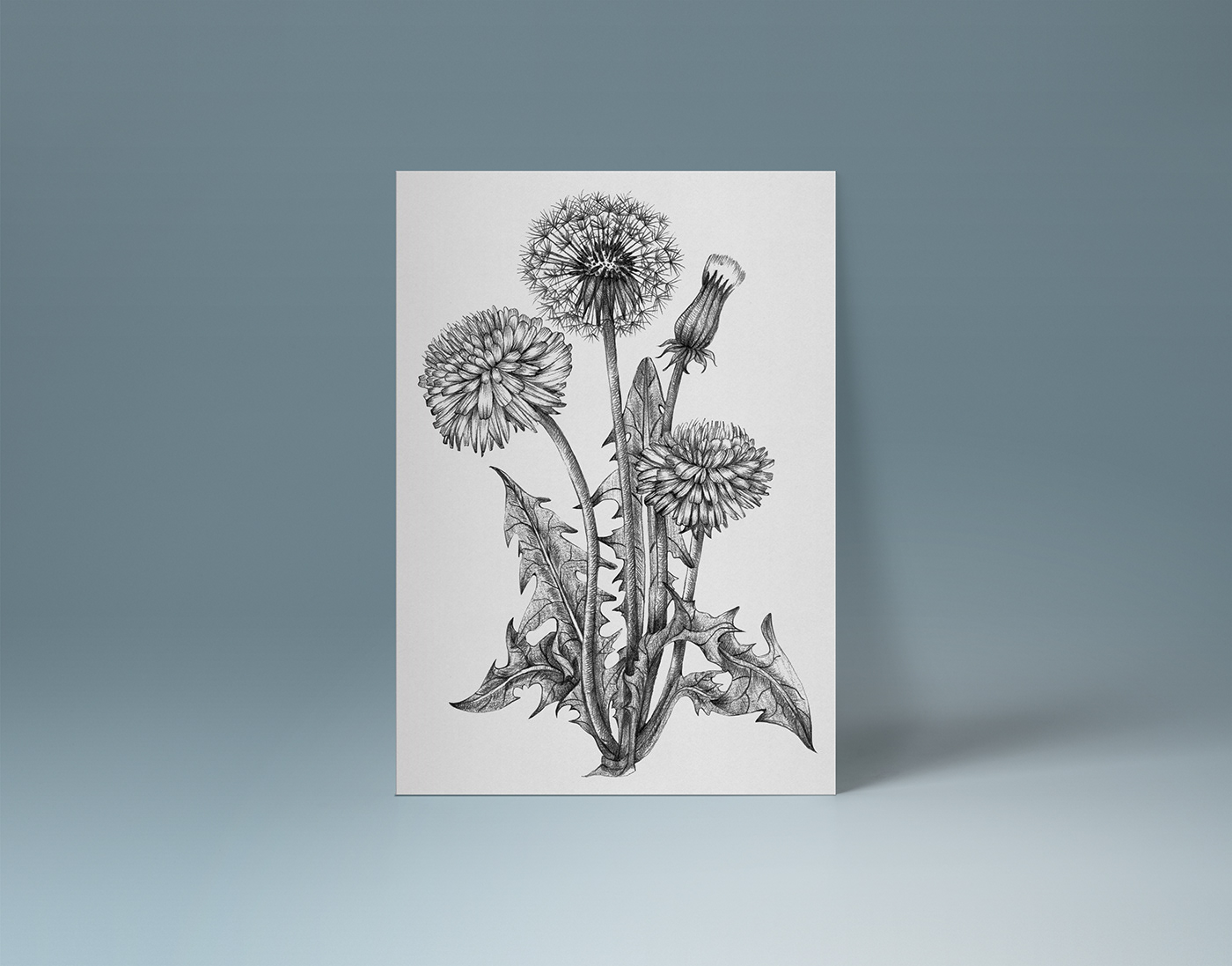 ILLUSTRATION  hand drawn sketch botanical illustration floral Medical plants