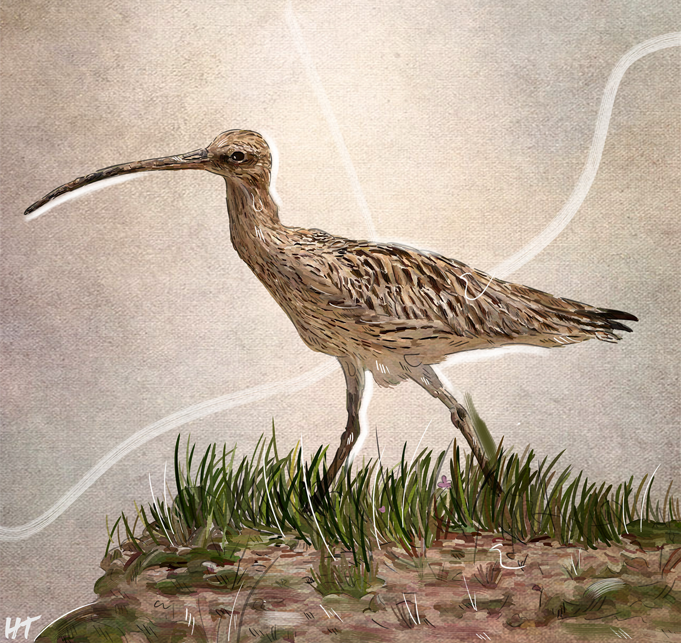 ILLUSTRATION  art digitalart Cintiq birds animals cover design Drawing  color