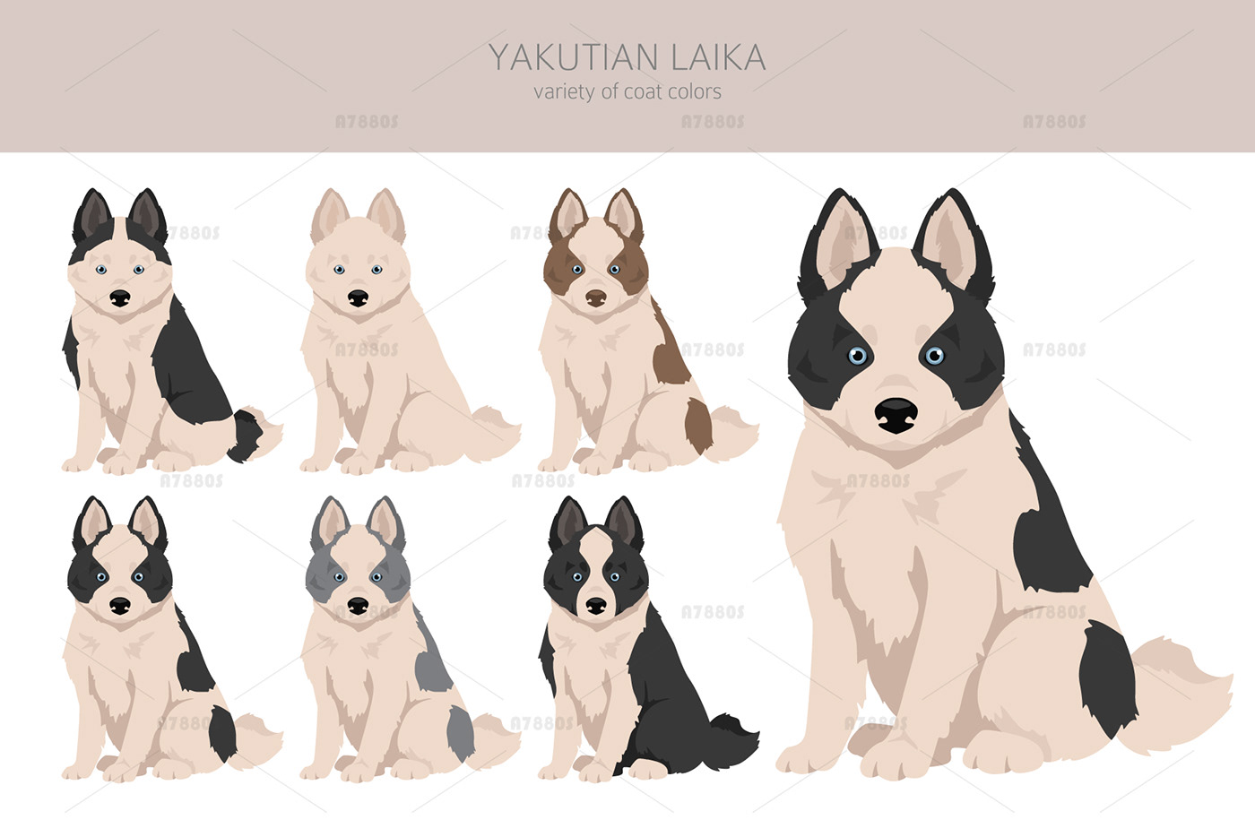 LAIKA yakut husky Pet graphic vector illustrations dog yakutian yakutian laika