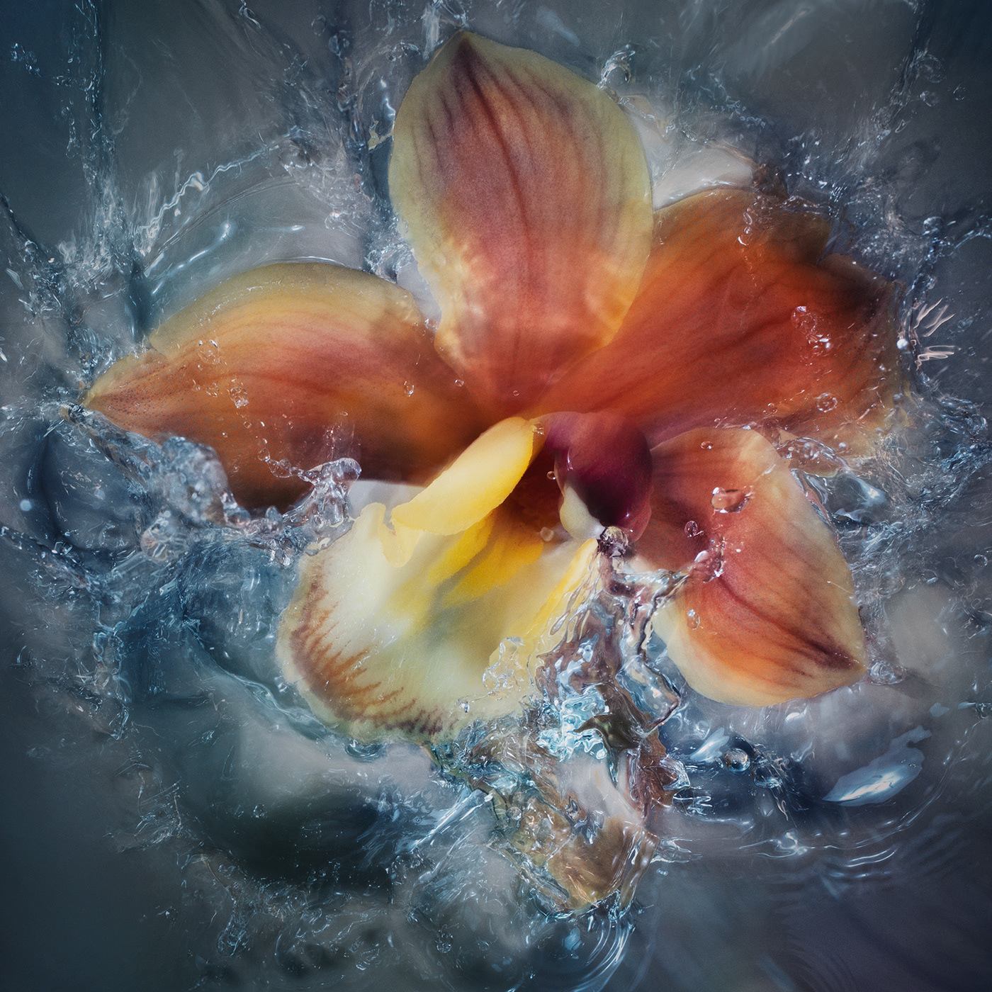 bloem flower flower in water flowerphoto flowerpower Flowers flowerstill splashes studio water