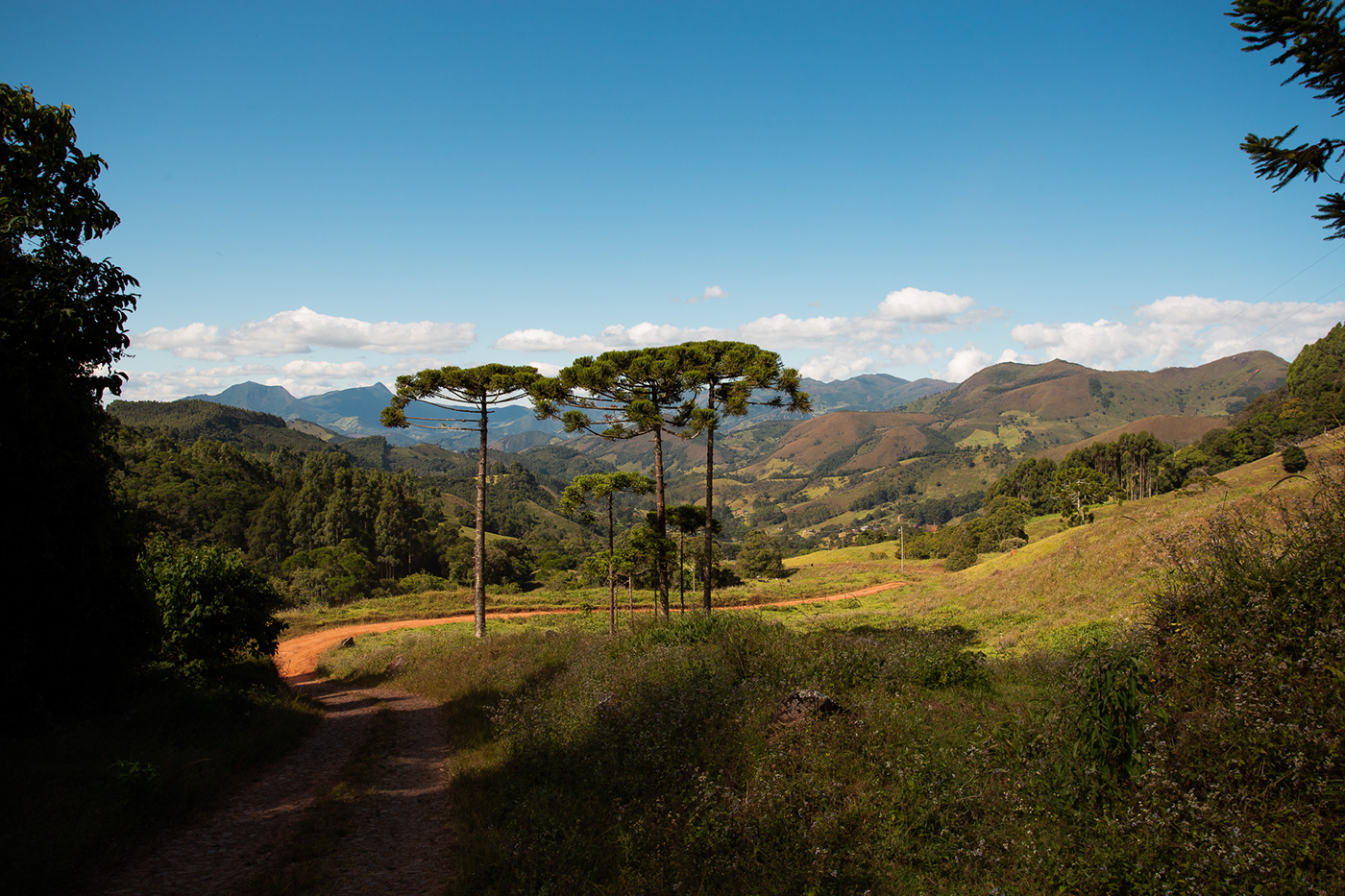 adventure Alagoa araucaria Brazil itamonte landscape photography mantiqueira mountains Photography  serra da mantiqueira
