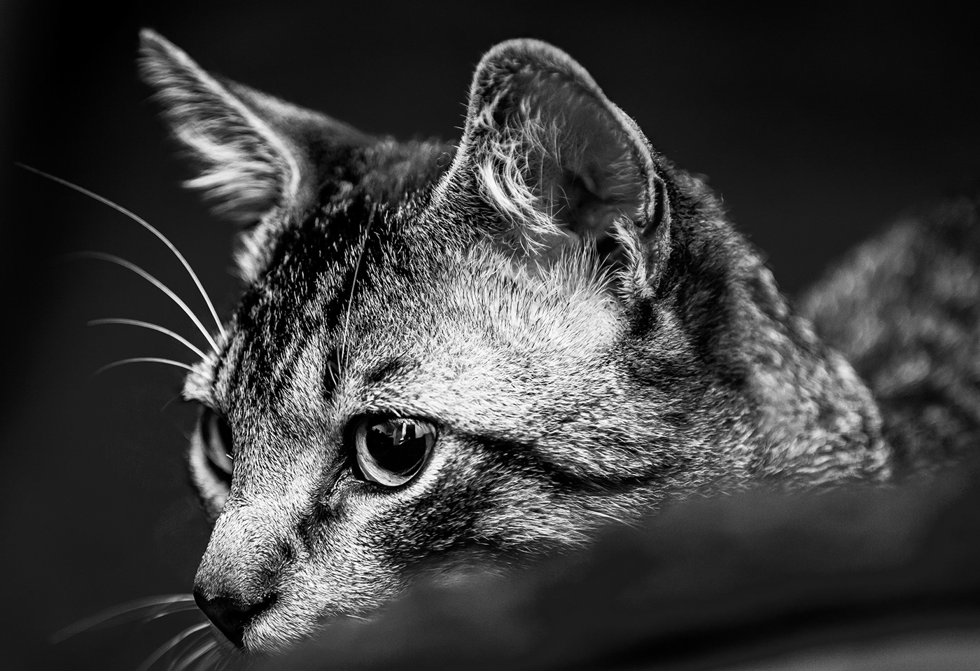 Canon Cat digital photography  lightroom Nature Pet photographer Photography  photoshop
