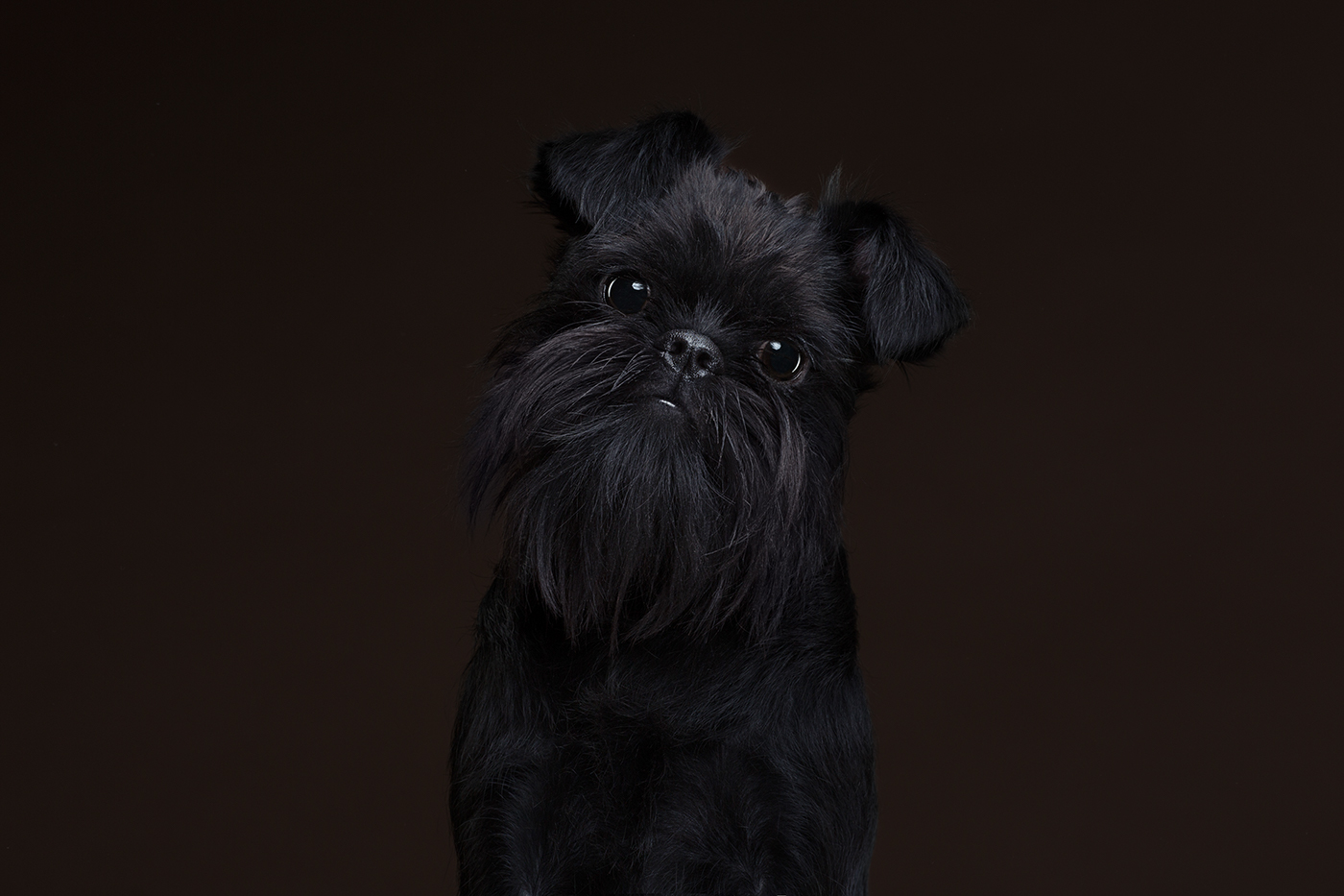 dogs dog breeds pets Photography 