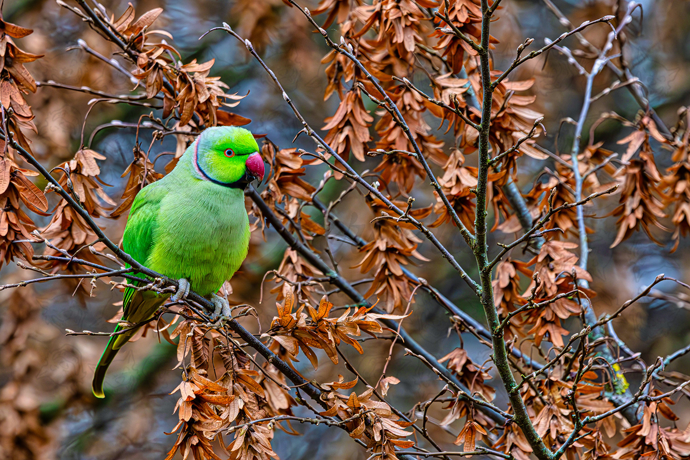 wollaton hall parakeet bird wildlife nature photography photographer Kerberos Poser feathered friends ring neck