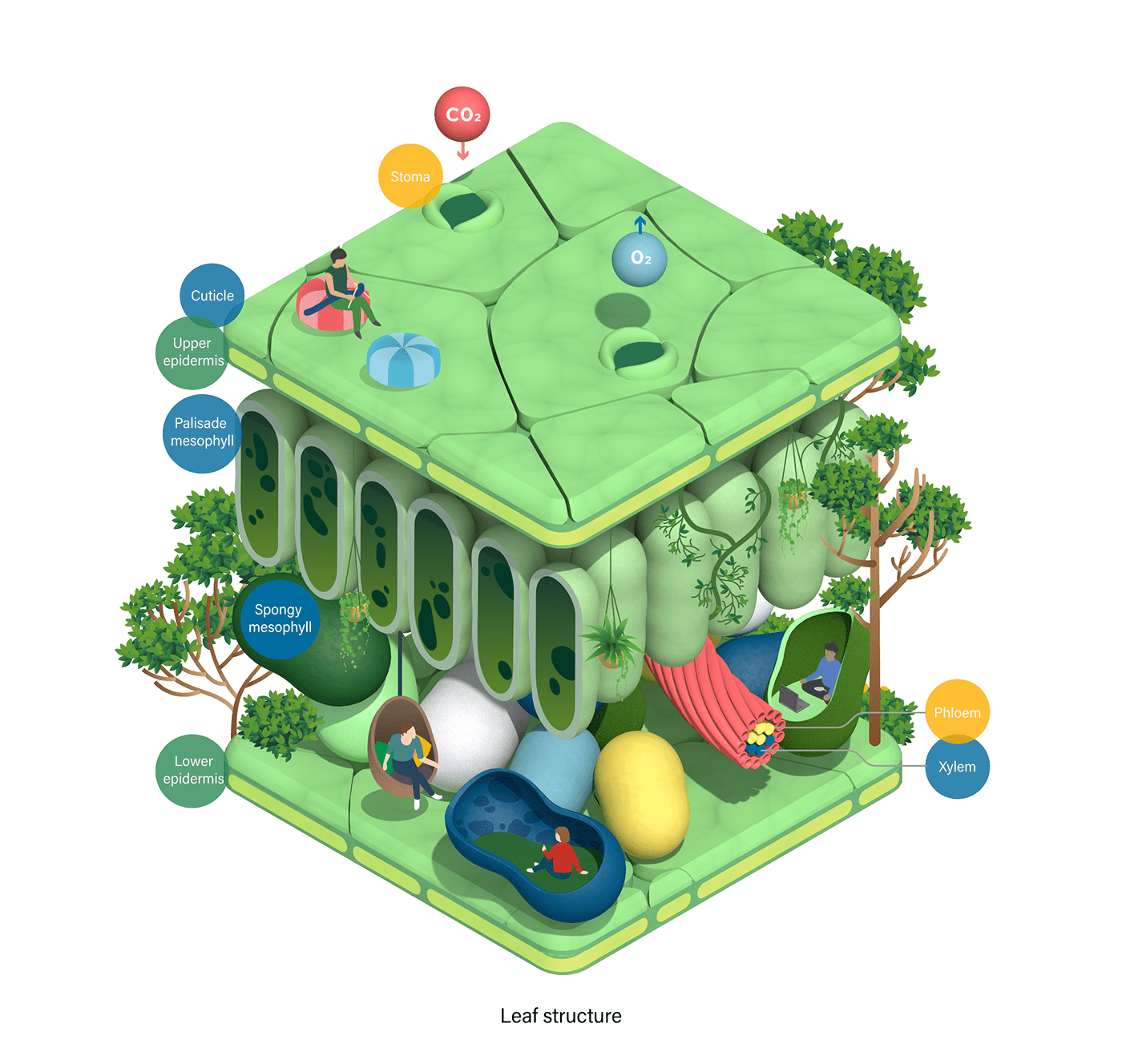 Cross Section diagram infographic Isometric photosynthesis Plant science biology medical Pharmaceutical