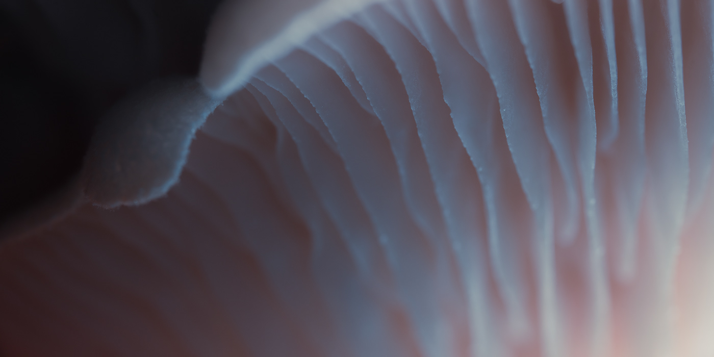 abstract Food  light macro mushroom Nature Photography  stillife texture