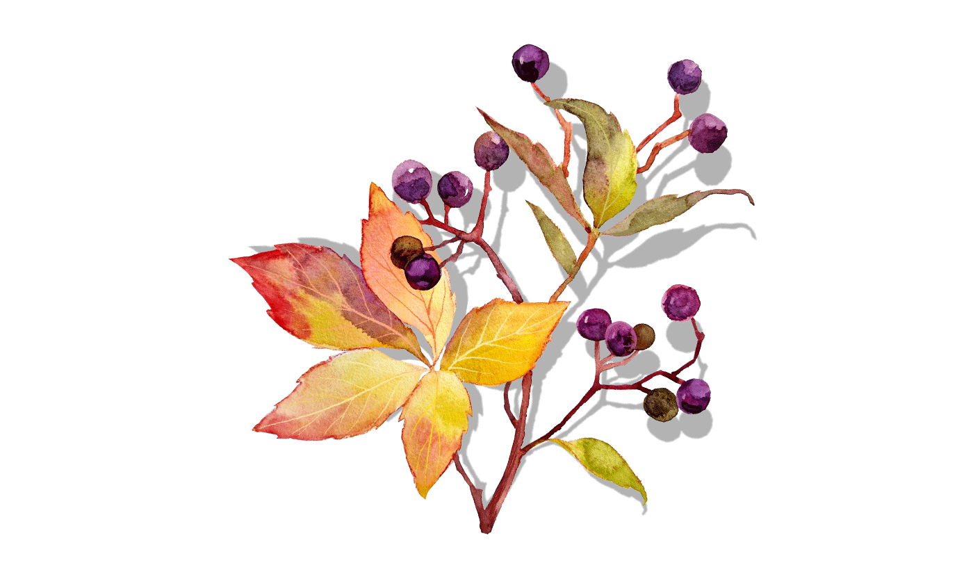 watercolor autumn berries garden calm seamless rosehip Tender autumn leaves forest pattern