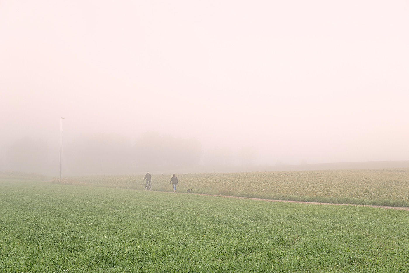 field fog horse Landscape MORNING pink serene summer