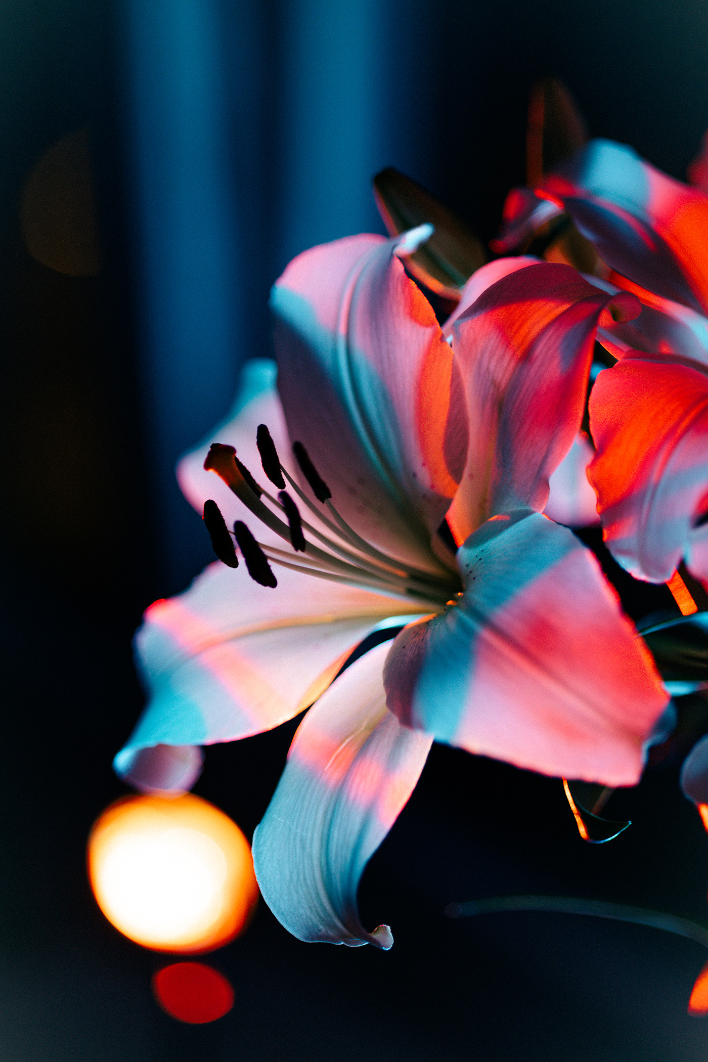 Photography  Flowers Canon lightroom colourful photography light colour cinematography flower photography