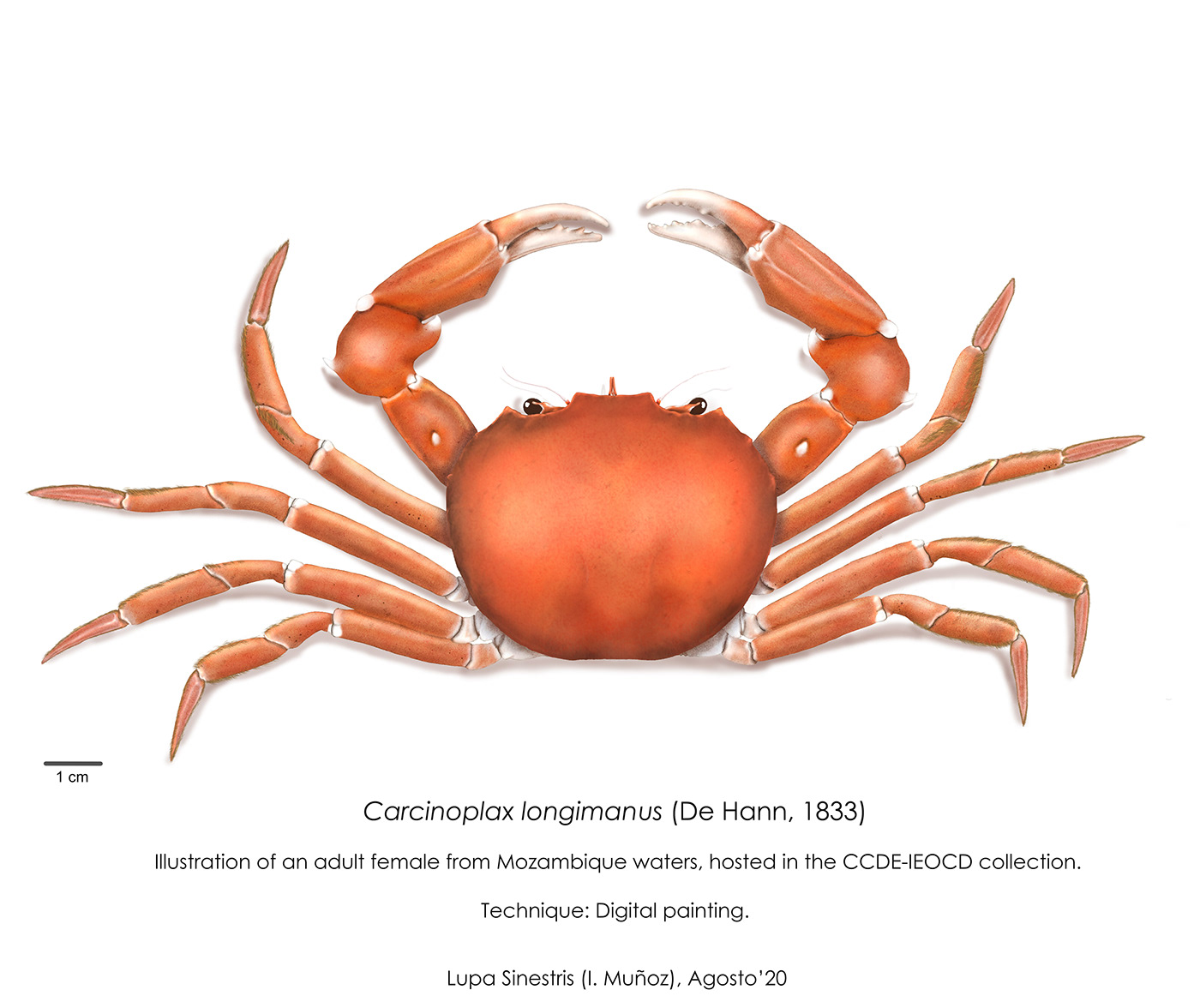 crab SciArt scientific illustration taxonomy crustacean collections