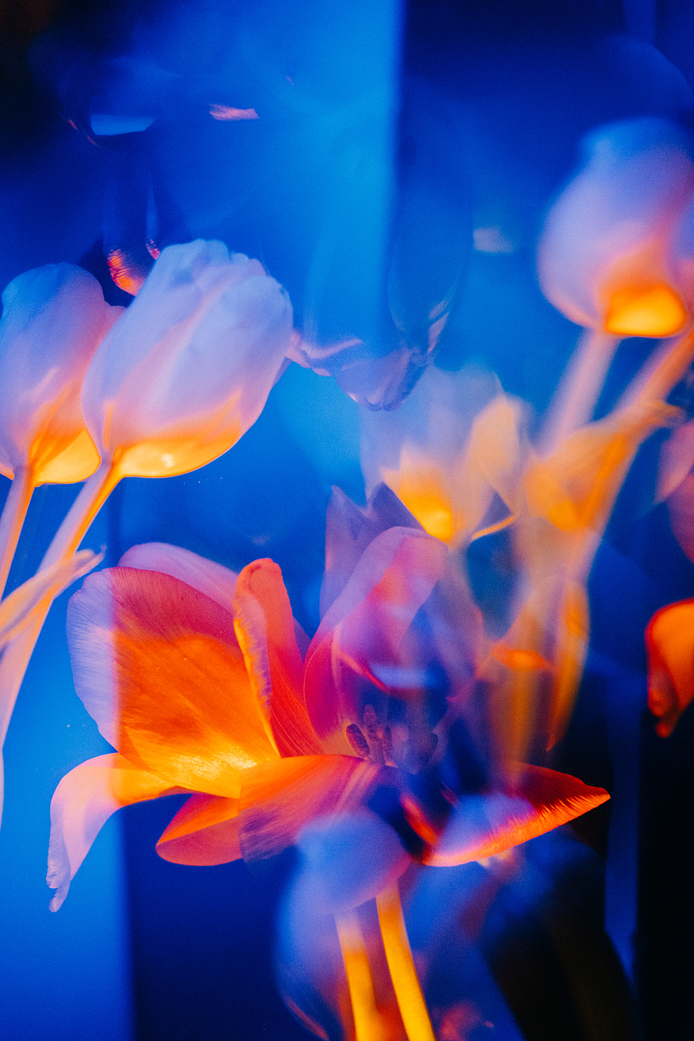 Flowers flower Canon Photography  lightroom photoshop photoshoot light color mirror