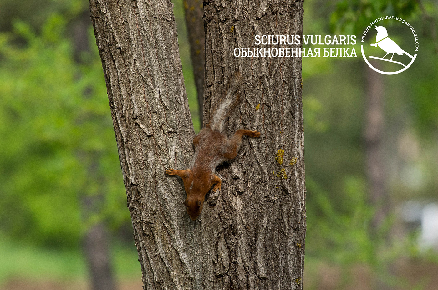 Sciurus vulgaris mammals volgograd Russia wildlife Red Squirrel squirrel