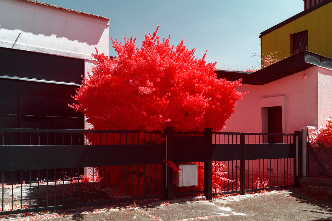 infrared infrared photography Residence Urban Nature neighbourhood Street alternative Aerochrome