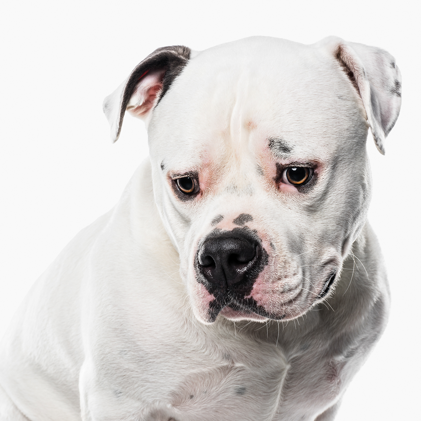 dog color pantone chien Couleur animal Pet concept canine portrait