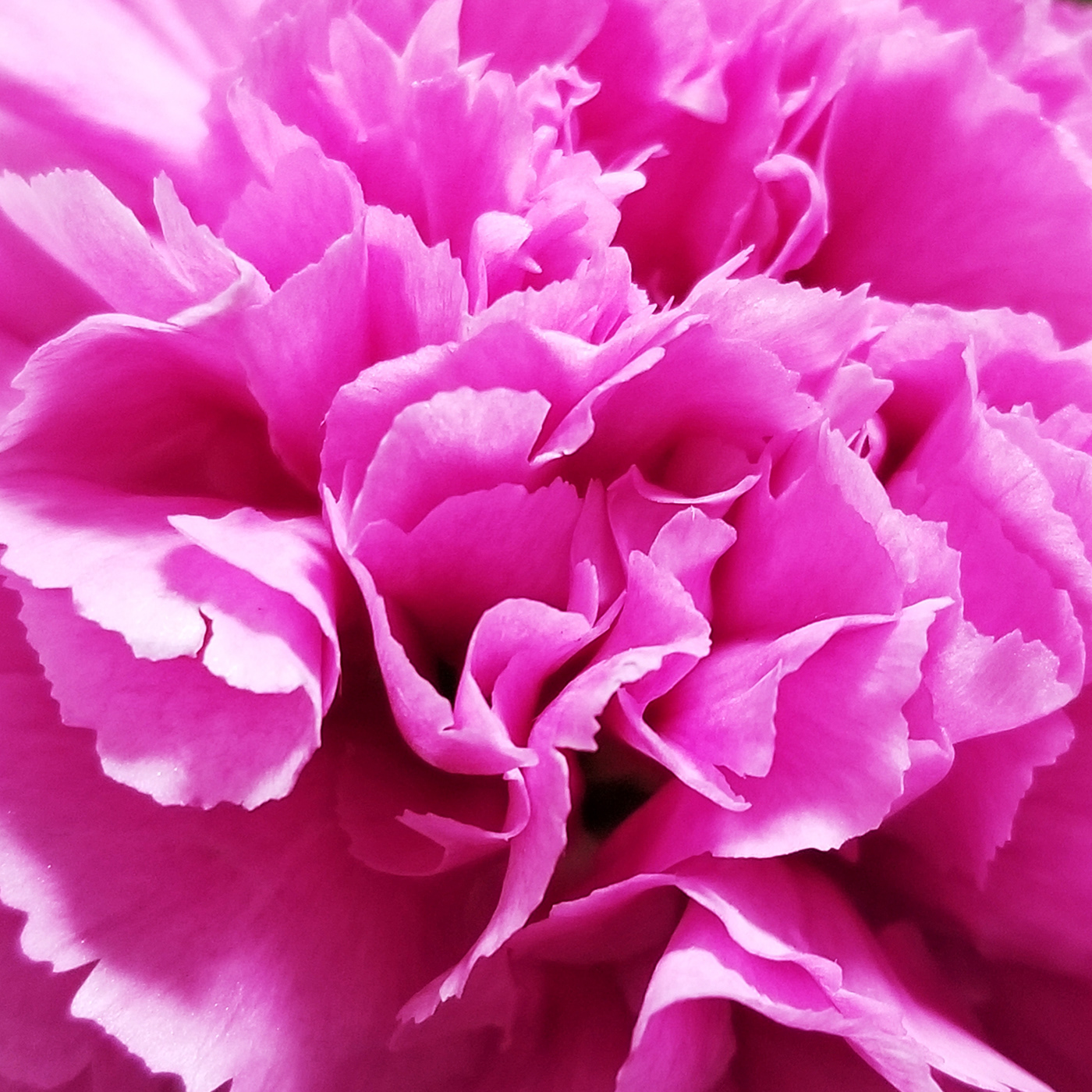 Beau Beautiful fleur flower pink rose
