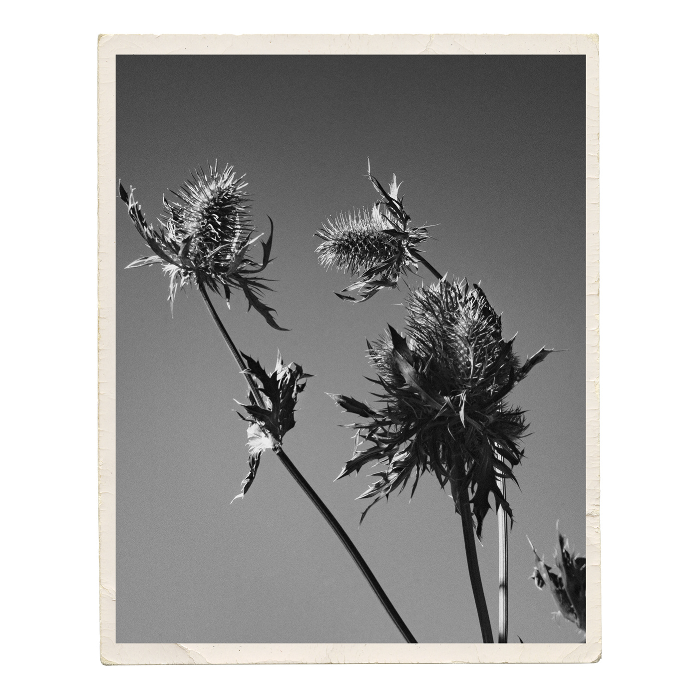 eryngium Flowers Dried Flowers Photography 