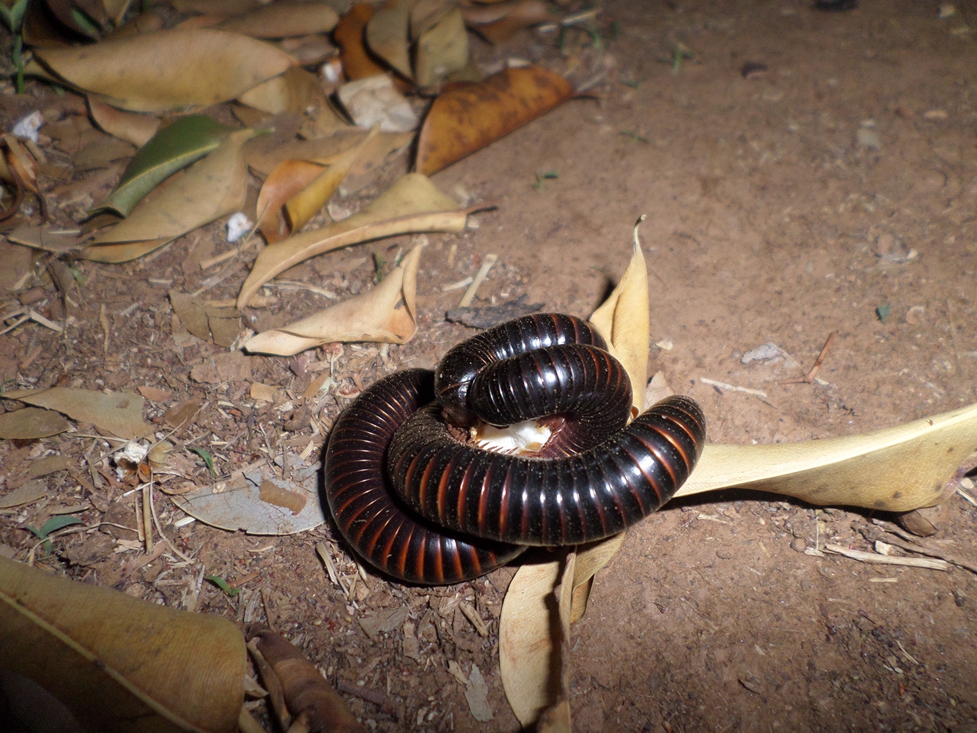 Photography  millipedes