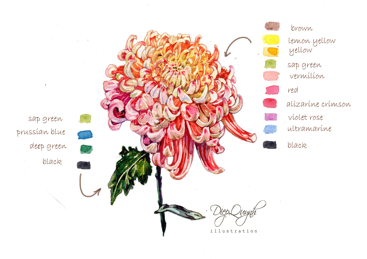 Chrysanthemum flower ILLUSTRATION  watercolor