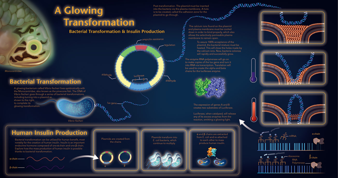 digital illustration graphic design  ILLUSTRATION  molecular illustration scientific illustration