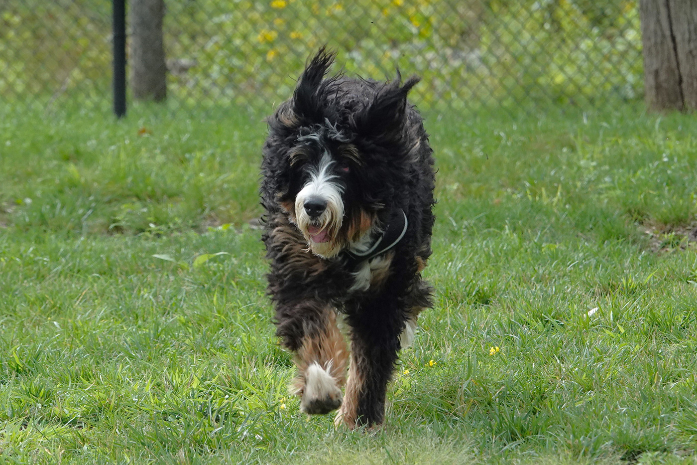 bernedoodle Bernese Mountain Dog canine dog dog park fast jack joy run Standard Poodle