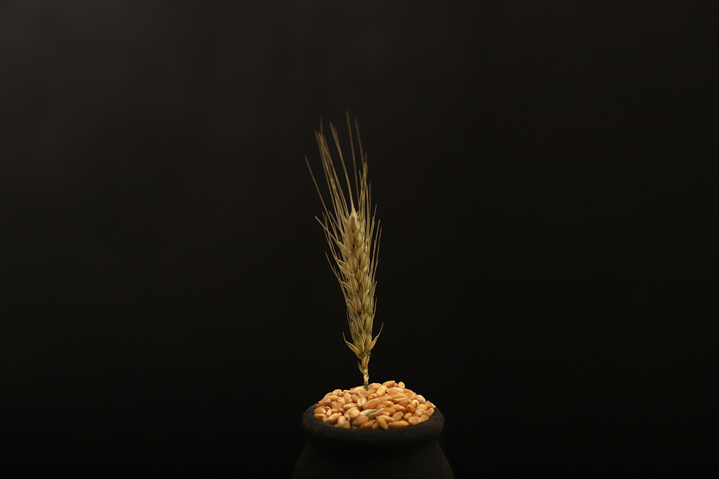 Atta Food  food photography grains wheat farm farmers green natural