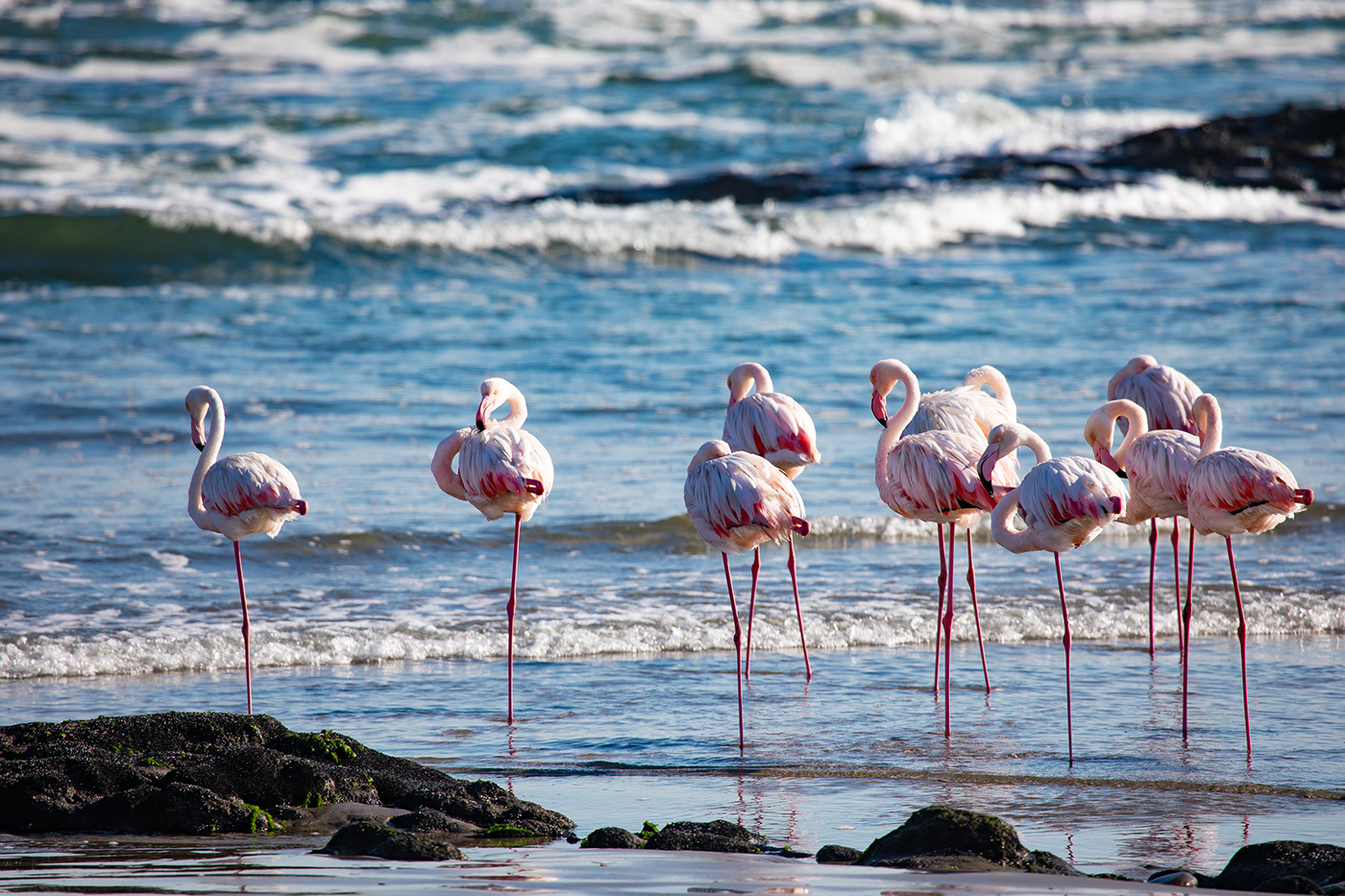 Flamingos resting on seashore after feeding