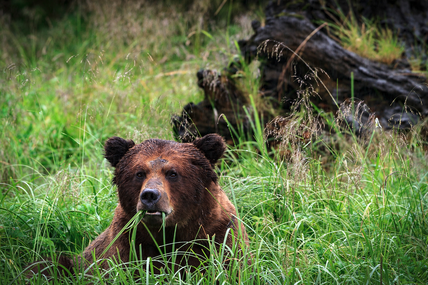 wildlife Khutzeymateen Grizzly Bear Landscape forest sanctuary wilderness north america bears british columbia