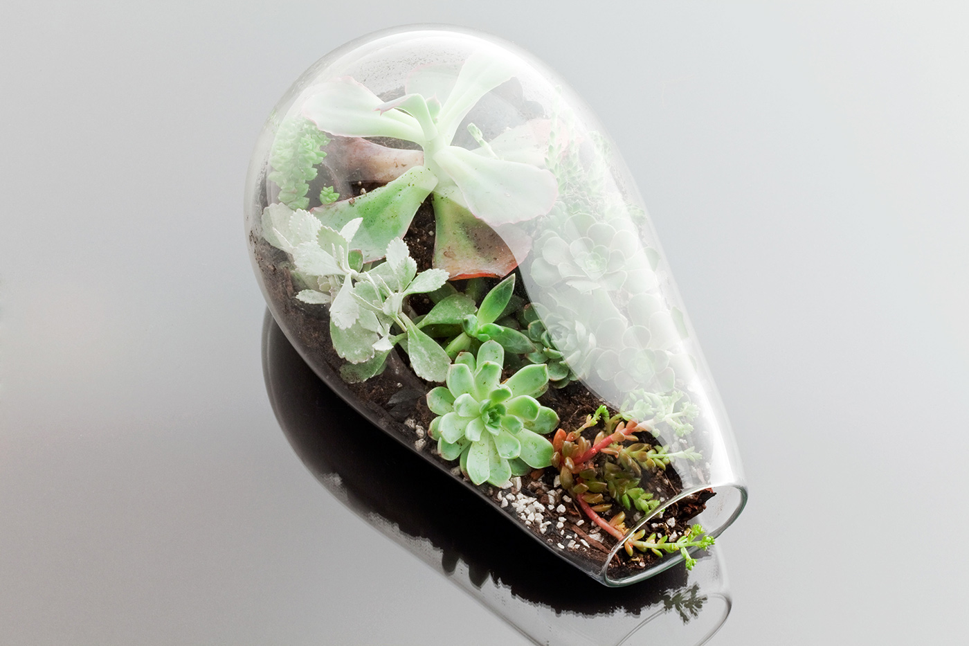 terrariums botany Succulents glass design Urban living plants Botany Factory Katie Goldman Macdonald