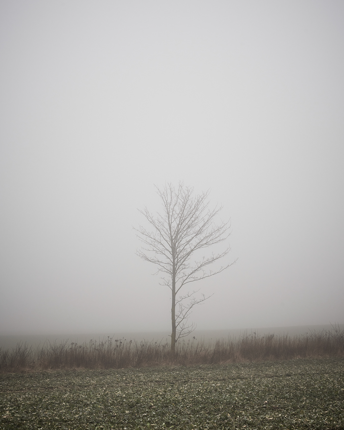 field fog fairytale alexander schönberg mist road Tree  mecklenburg-vorpommern winter spring