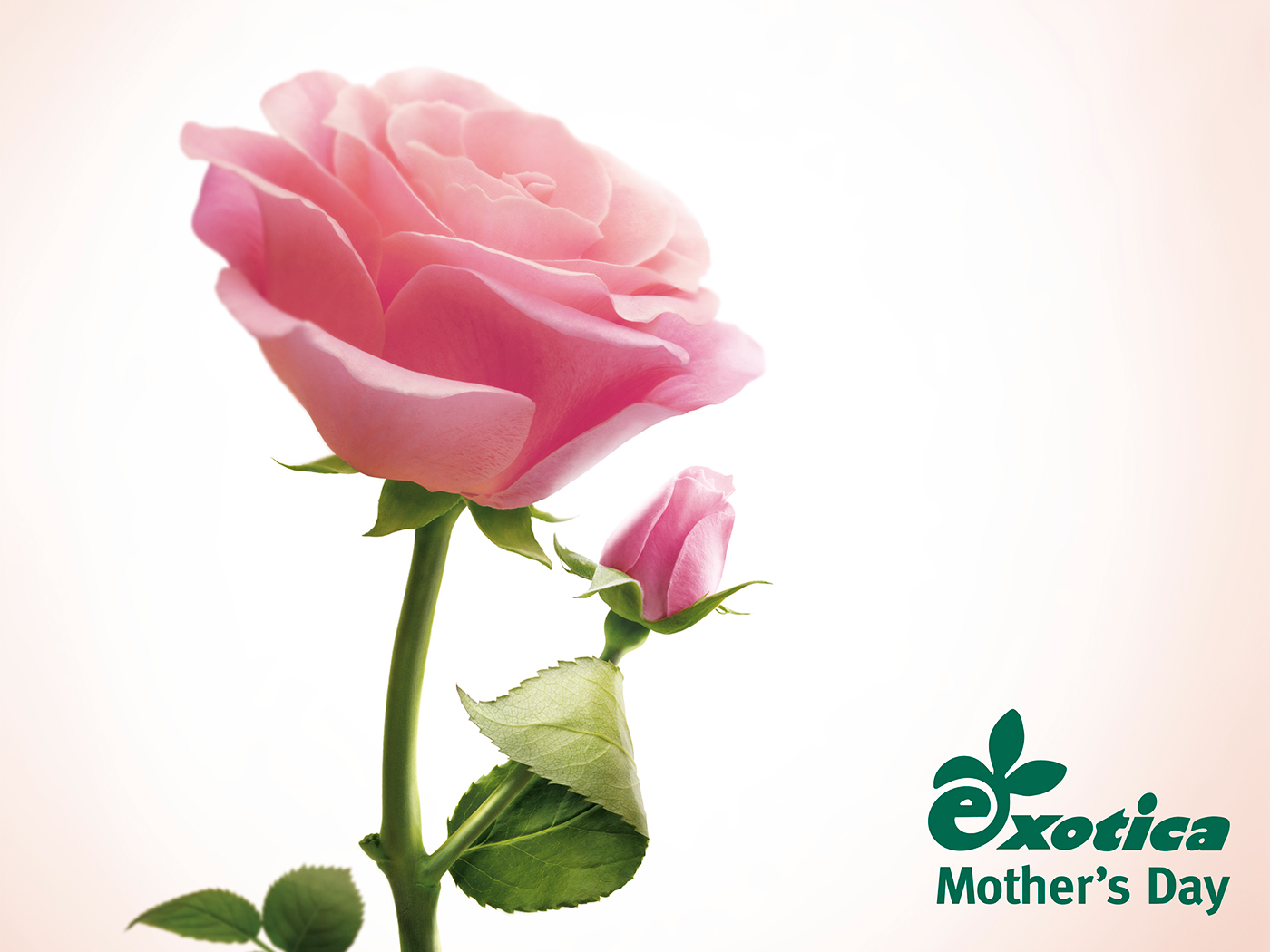 exotica Flowers ad Fathersday Father's Day Mother's Day mothersday wedding Outdoor Beirut lebanon Love Cars Leo Burnett joseph abi saab
