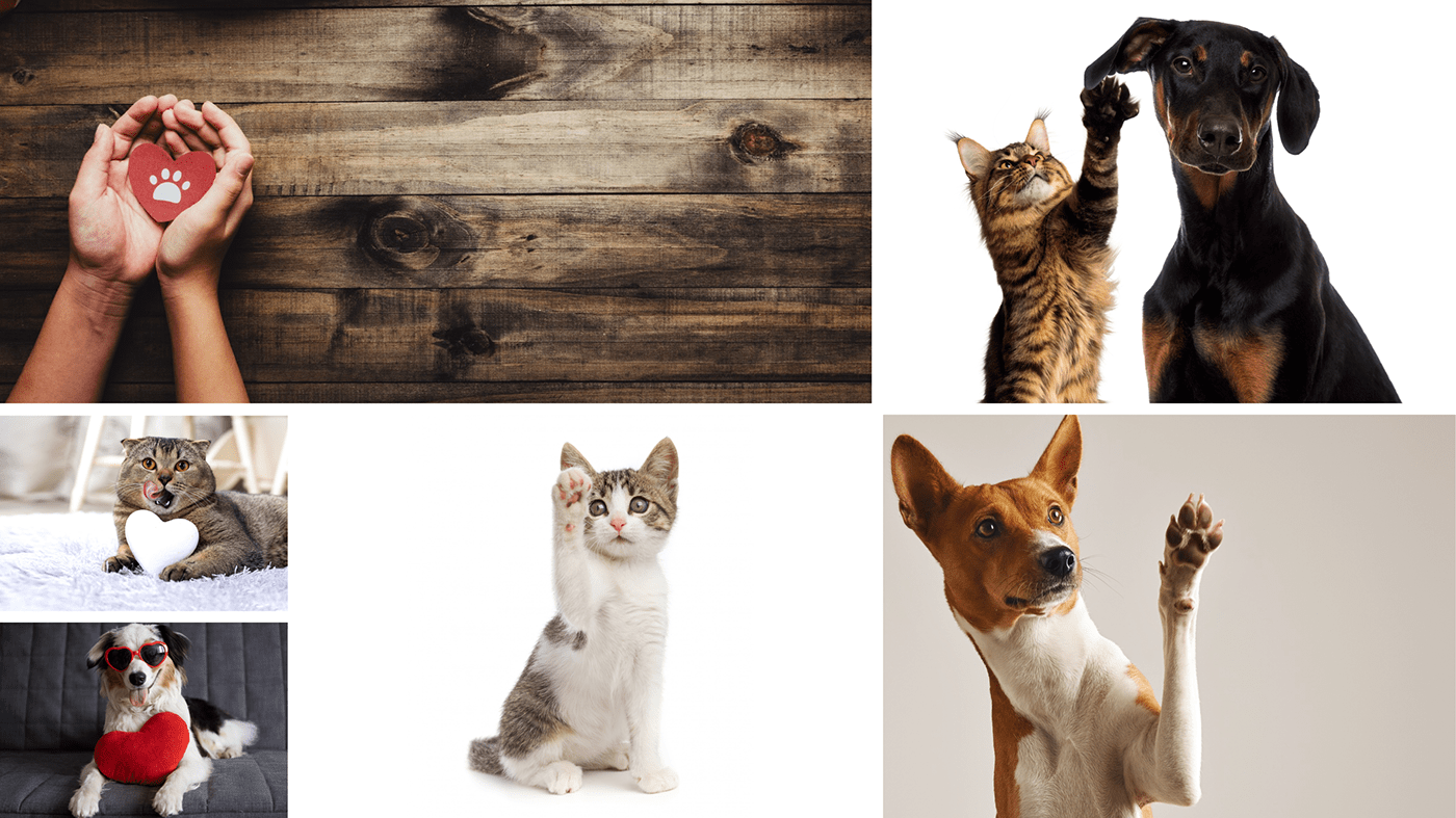 brand brand identy branding  Cat dog ID Visual identidade visual logo veterinaria visual identy
