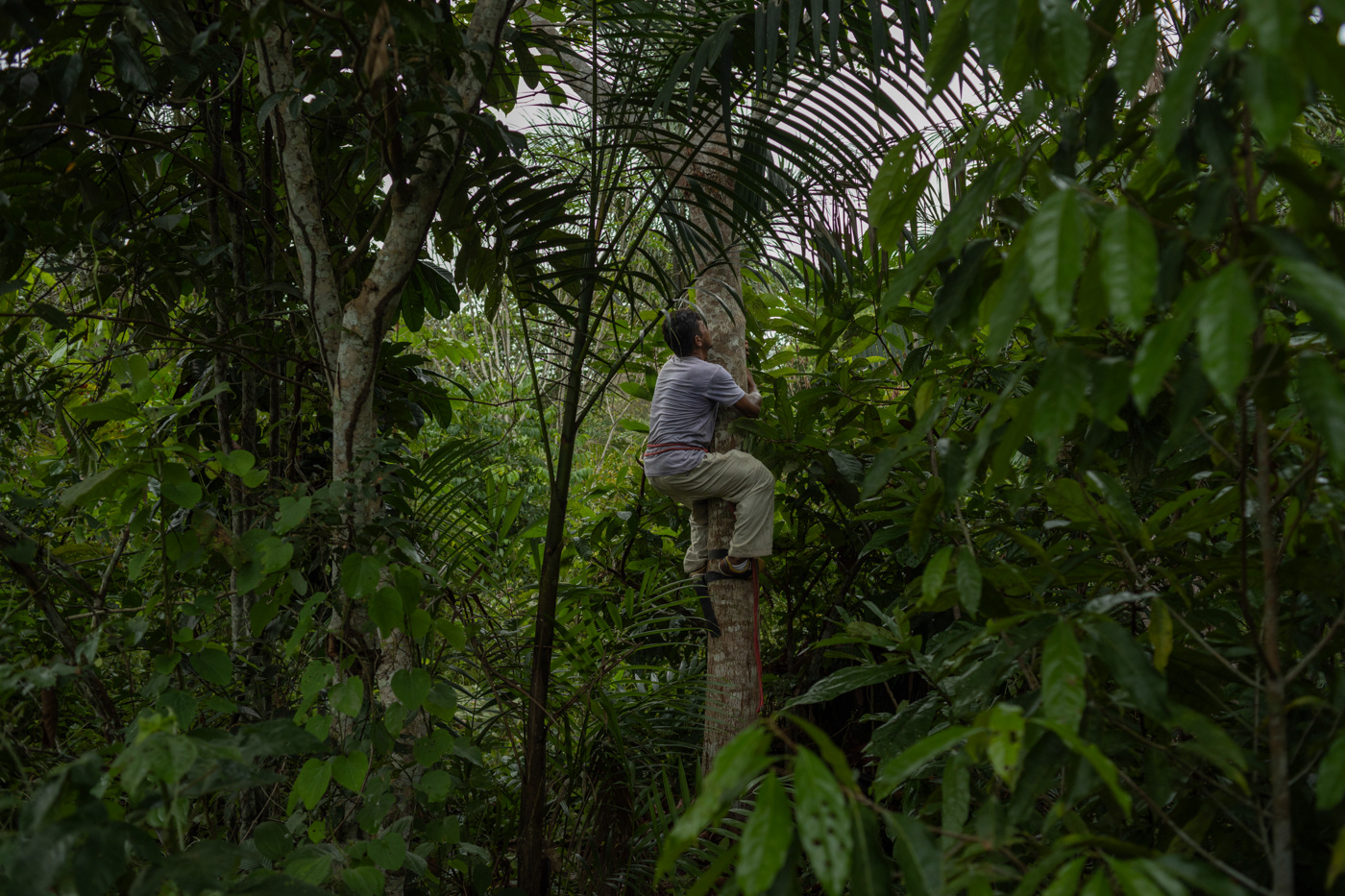 Amazon Amazon Product rainforest people climate change environment global warming Reforestation forest Sustainability