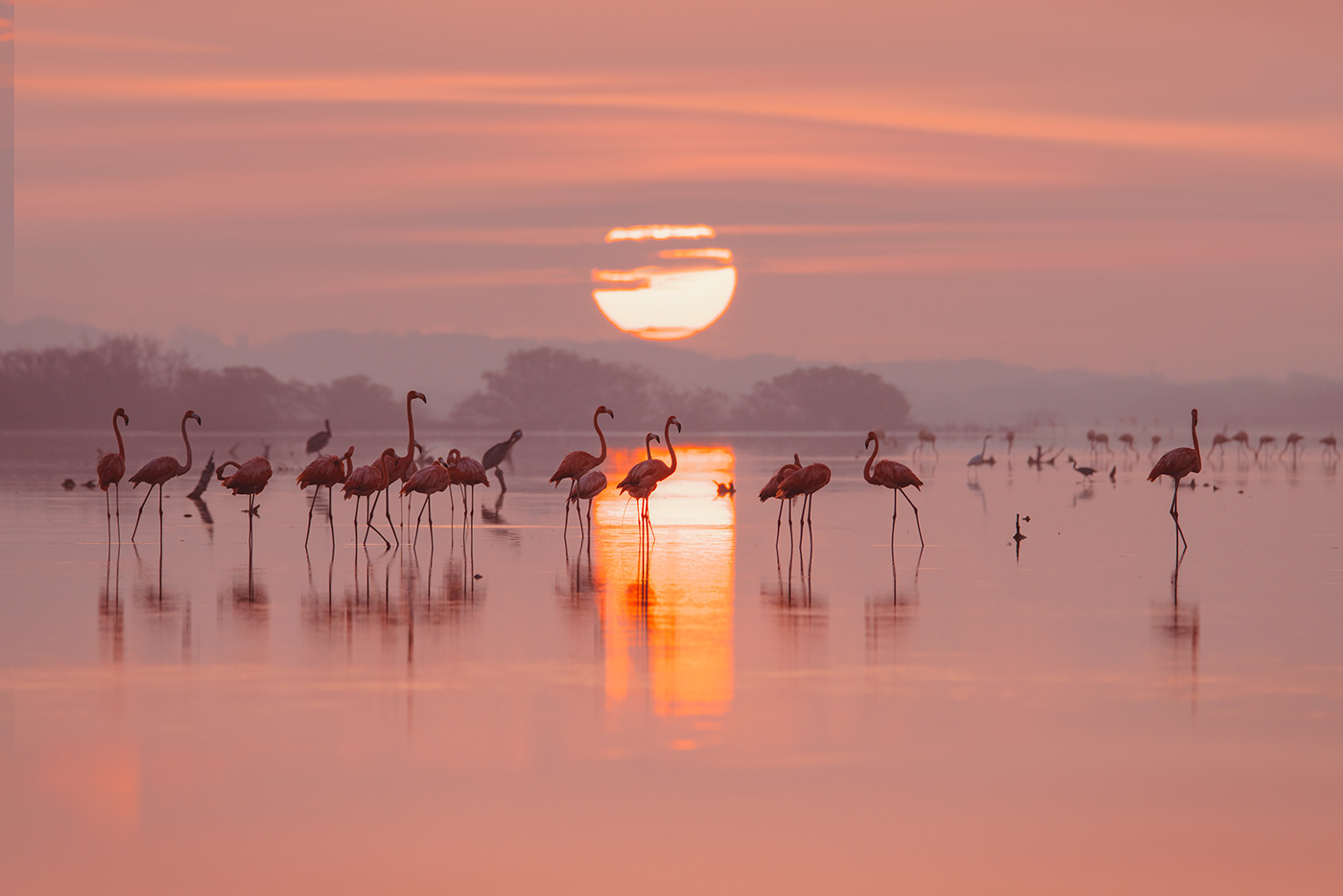animal bird birdwatching flamingo Nature Photography  pink Travel