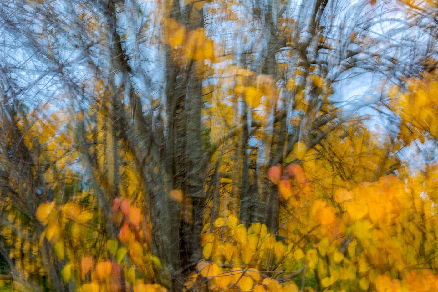 Nature trees autumn wind orange yellow ICM