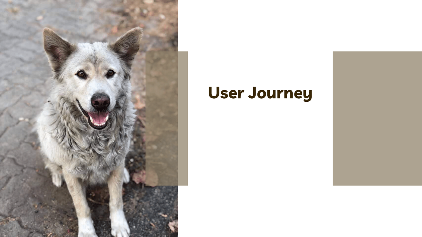 design process design thinking dogs pets research Stray Dogs tracker tracking vaccine