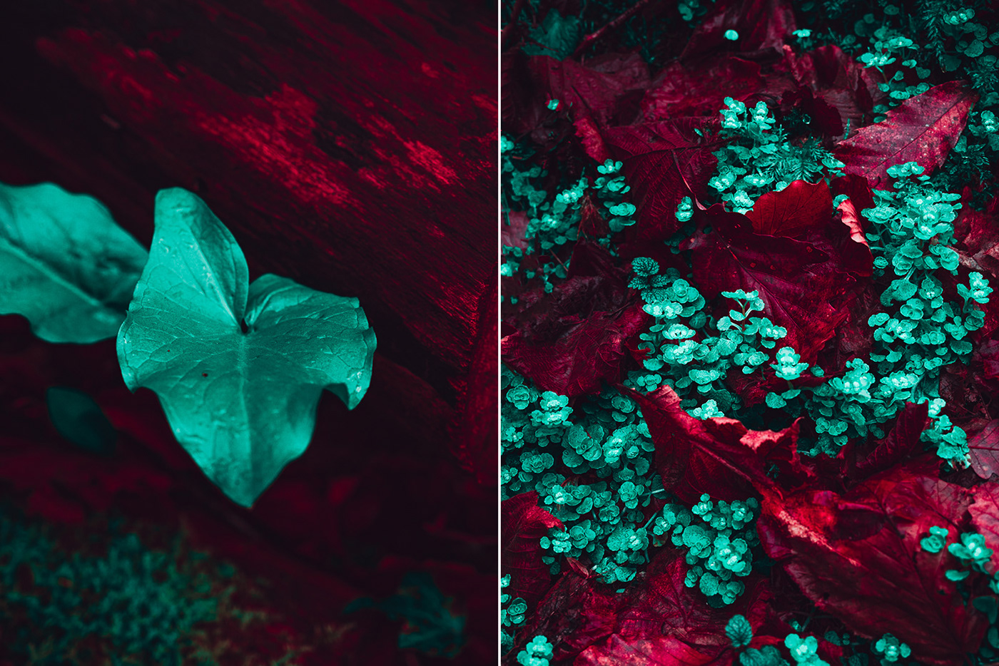 adobe lightroom infrared infrared photography IR Landscape lightroom photo editing presets presets lightroom retouching 