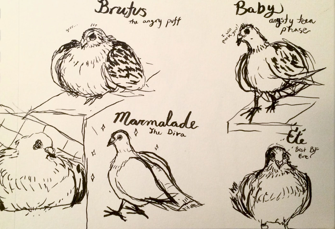 comics doodles sketches sketchbook sketch birds pigeons