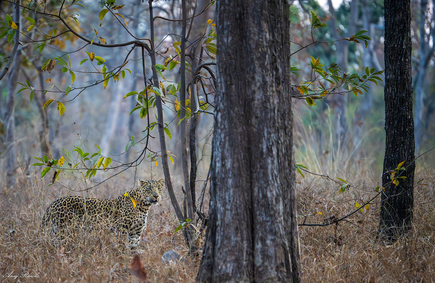 wildlife Wildlife photography Nature Landscape Photography  lightroom birds tiger safari India