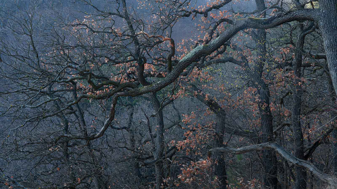 forest gnarly tree oak tree wistmans wistmans wood woodland