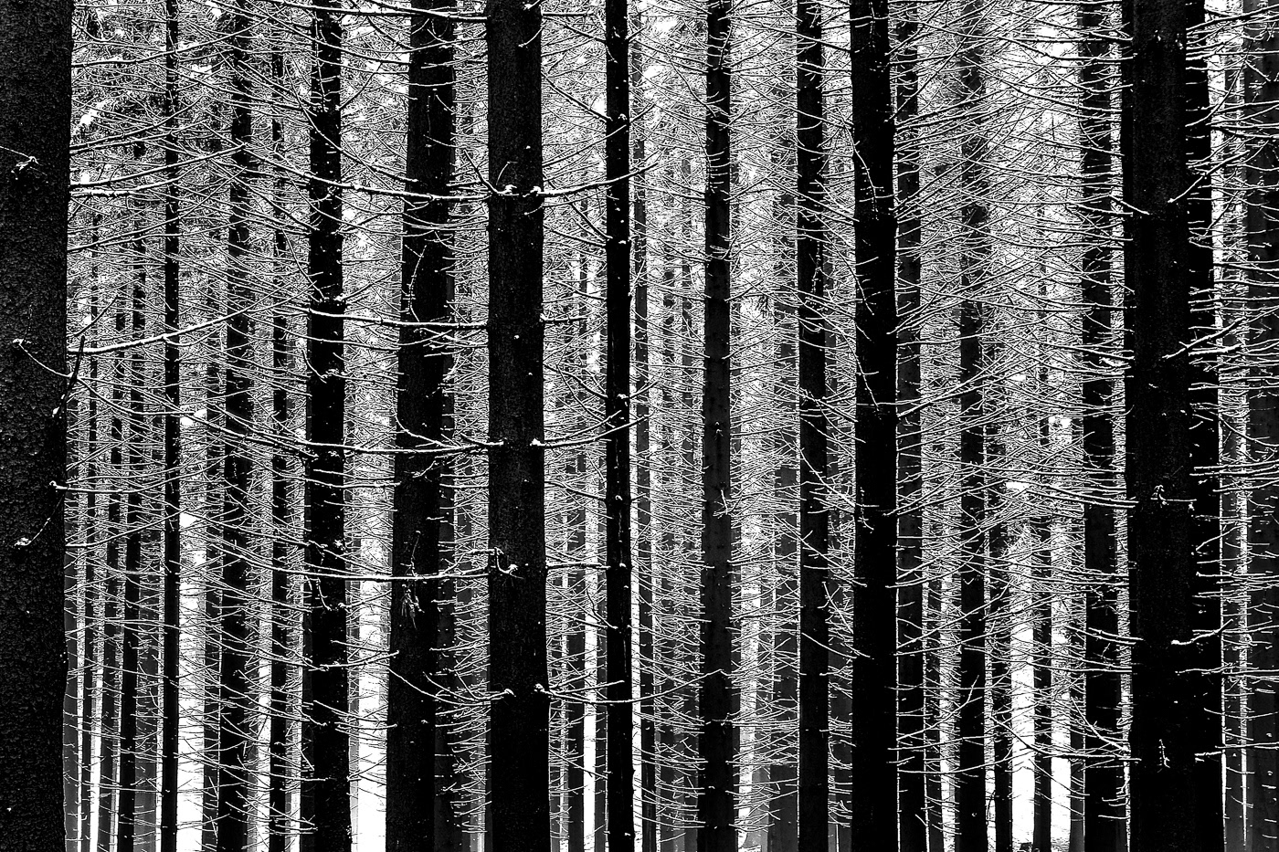 art b&w blackandwhite Landscape minimal Moody Nature Photography  trees