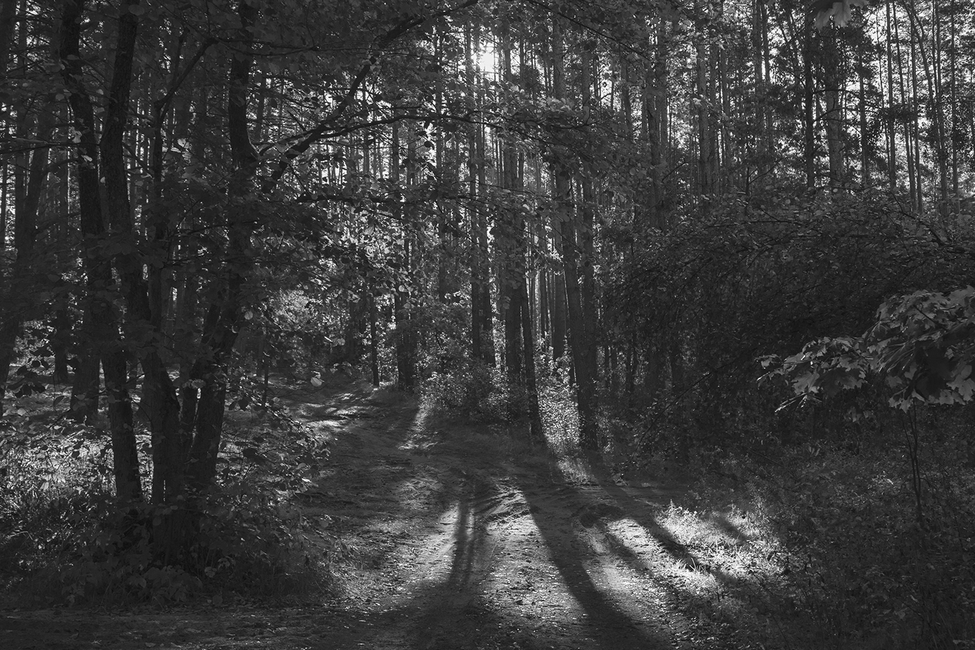 lithuania Nature Landscape blackandwhite monochrome black and white lietuva Mindaugas Buivydas